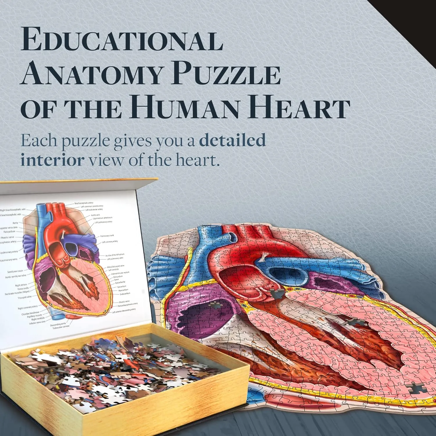 Accurate Jigsaw Puzzle of the Heart Section - Educational Organ Puzzle for Teens & Adults - Unique Science Gift for Doctors, Nurses & Teachers Dr. scanty hectare Livingston's Human Heart Anatomy Puzzle - A Medically 