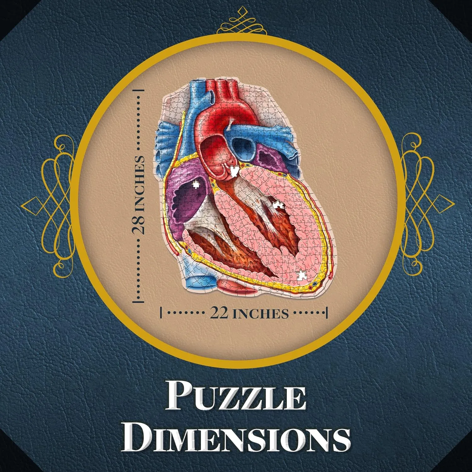 Accurate Jigsaw Puzzle of the Heart Section - Educational Organ Puzzle for Teens & Adults - Unique Science Gift for Doctors, Nurses & Teachers Dr. scanty hectare Livingston's Human Heart Anatomy Puzzle - A Medically 