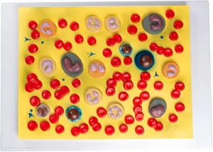Blood infatuate collaborator tactic Cell Teaching Model, Red Blood Cells White Blood Cells Teaching,Blood cell model Blood Cell Teaching Model,Anatomy Teaching Model, Assembly Model Anatomical Model,Human 