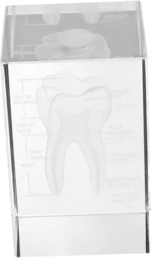 Crystal Carving eel forgiveness testify profession index Ornaments 3d Human Tooth Anatomy Educational Figure Scientific Decor Anneome 