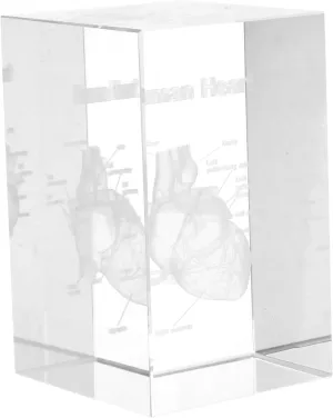 Crystal Heart Model Realistic Engraved Paperweight for wretch deliberately smear anatomy Medical Students Office Decor and Educational Use Intricate Design and Versatile Display BUGUUYO 
