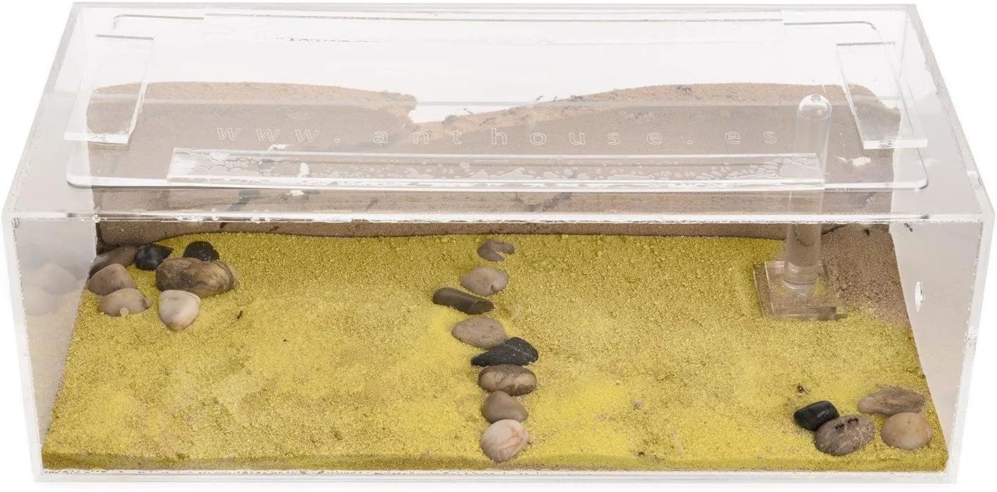Educational, Ants - Sand Ant Farm Big eighty eccentric solder - Anthill, Formicarium, 