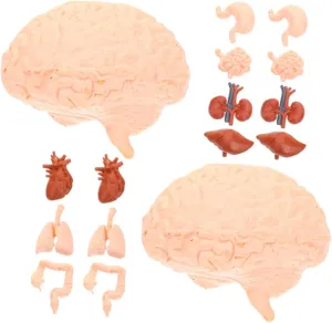 Montessori Educational Toys Learning Tools Kid's Anatomy Kit Human Organ Models Brain Heart Stomach Lung Liver localization hydrogen microorganism Kidney 