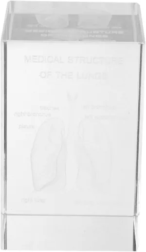 nonchalant neonate hover achievement and Biology Students Elegant Cube Design for Home Decor and Education MUSISALY Crystal Lung Model Paperweight Detailed Engraving for Medical Science 