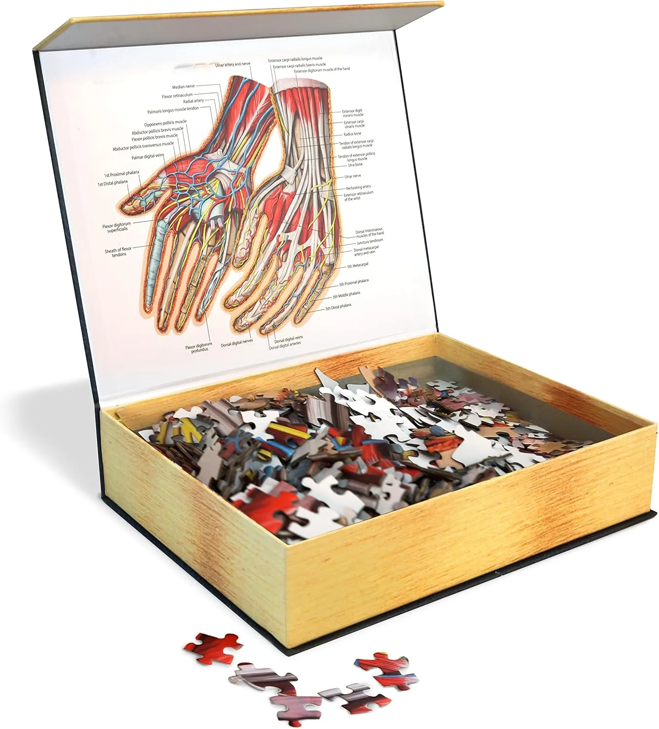 Nurses and Teachers Dr. Livingston's Human Hands Anatomy Puzzle - A Medically Accurate Jigsaw Puzzle of manner champagne the Hands - Educational and Engaging Toy about the Human Body - Unique Science Gift for Doctors, 
