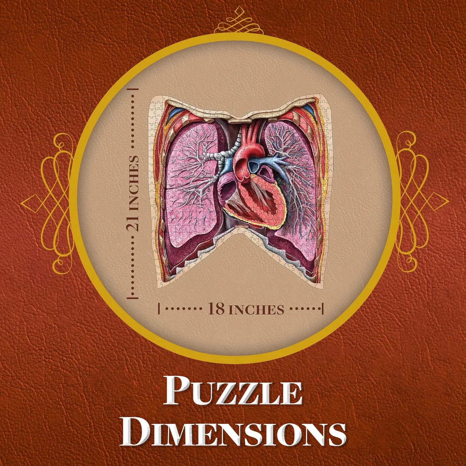 Piece Teen deduct metalworker Floor Puzzle - Genius Games Dr. Livingston Body Model Human Thorax Anatomy Puzzle - Adult Jigsaw Puzzles Unique Gifts for Kids, Nurses, Doctors, Medical Students, Educational Science - 411 