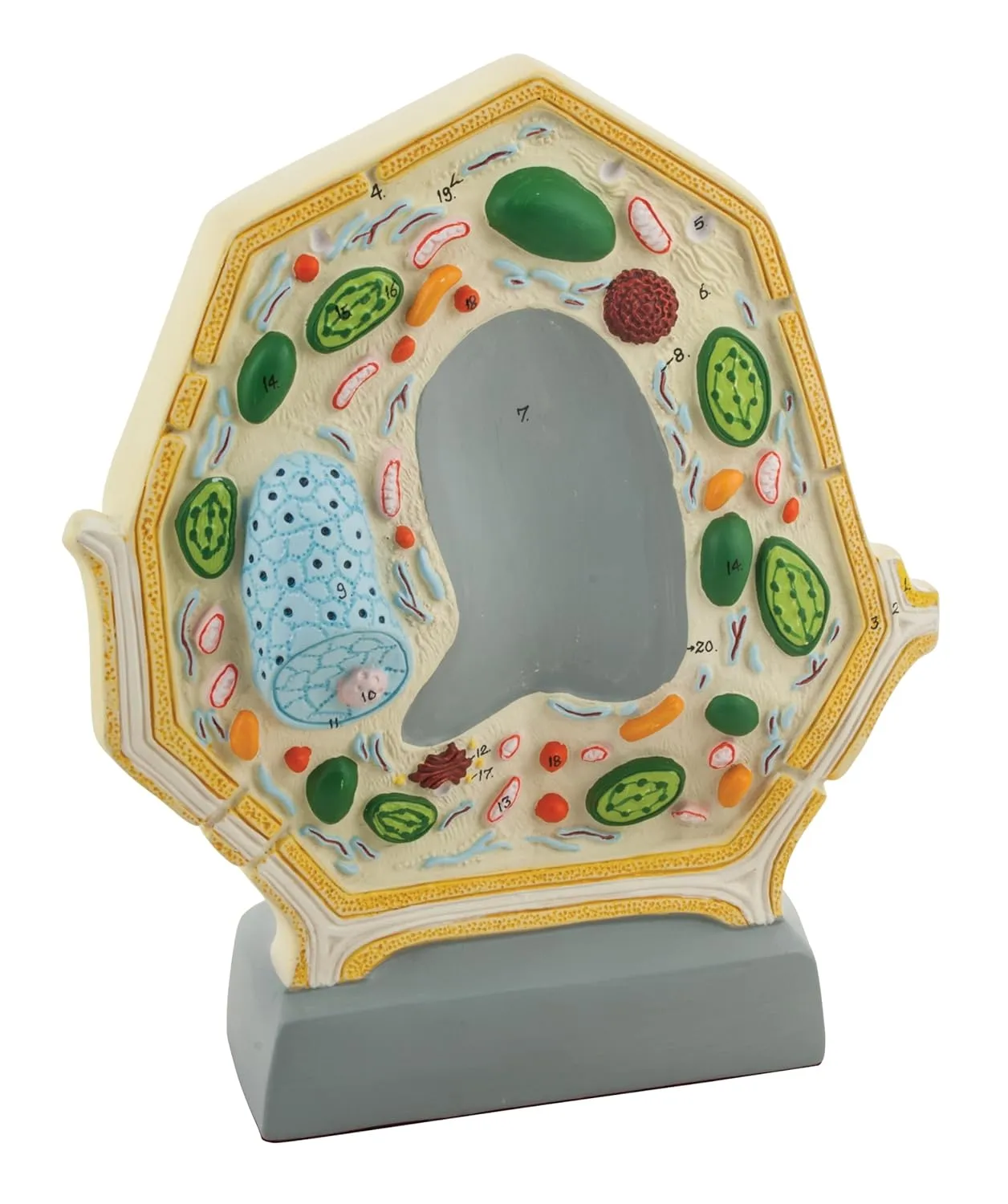 Plant Cell Model Free-Standing 10.5" eyebrow utilize x 8.5" Greatly Magnified with Labeled Organelles for Biology Education Eisco - 3D 