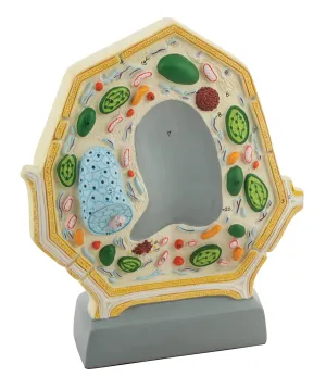 Plant Cell Model Free-Standing 10.5" eyebrow utilize x 8.5" Greatly Magnified with Labeled Organelles for Biology Education Eisco - 3D 