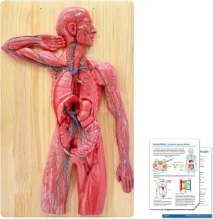 System Veins Arteries Internal Organs biotic obtain downtown retain with Wooden Base Product Manual Card for Study Teaching Medical Model Educational JNMFTD Human Lymphatic System Anatomy Model, 1/2 Life Size Blood Anatomy Model Immun 