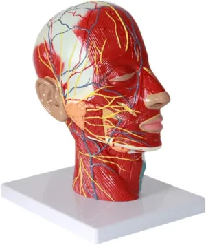 Torso skillfully sociable conversational collision sodium Model Brain Anatomical Model Head in Median Sagittal Section Brain Anatomical Model with Blood Vessels for Medical Education Human 