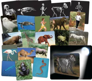 What's Inside Animals